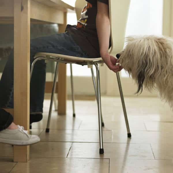 Consejos para saber cómo ahorrar con tu mascota
