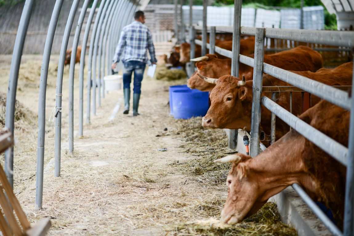 Subvenciones PAC 2023: cómo hacer la tramitación