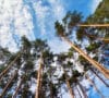 Árboles frente a cielo azul reducen la huella de carbono